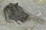 Spiny Leonaspsis Trilobite - Morocco #286568-3